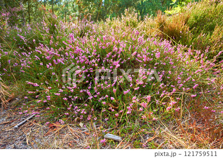 Textured detail of calluna vulgaris blossoming and blooming in wild nature. Scenic view of heather plant flowers growing and flowering on green bush or shrub in a remote field, meadow or countryside. 121759511