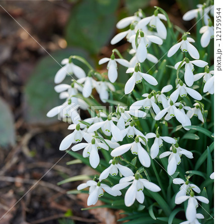 Galanthus woronowii growing in their natural habitat in a dense forest. White woronows snowdrop in the woods during summer or spring. Plant species thriving in a lush ecosystem outside in nature 121759544