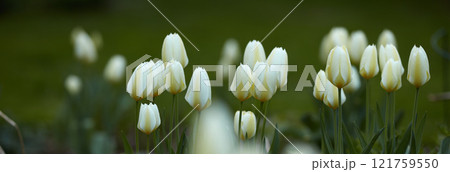 Tulip flowers growing in a garden or field outdoors. Closeup of a beautiful bunch of flowering plants with white petals and green leaves blooming and blossoming in nature during a sunny day in spring 121759550