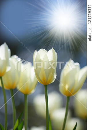 Bright sunshine over tulip flowers in a garden or field outdoors. Closeup of a beautiful bunch of flowering plants with white petals blooming and blossoming in nature during a sunny day in spring Bright sunshine over tulip flowers in a garden or field outdoors. Closeup of a beautiful bunch of flowering plants with white petals blooming and blossoming in nature during a sunny day in spring 121759556