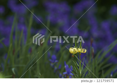 Yellow Pyrenean lily flower in a green garden with blur background copy space. Bright Martagon Lillies blooming in a park. Perennial flowering plants for backyard gardening or outdoor landscaping Yellow Pyrenean lily flower in a green garden with blur background copy space. Bright Martagon Lillies blooming in a park. Perennial flowering plants for backyard gardening or outdoor landscaping 121759571
