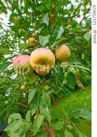 Closeup of apples growing on a tree with motion and lens blur in an orchard from below. Healthy, ripe and delicious fruit cultivated for harvest in a grove. Tasty and organic crops growing on a farm Closeup of apples growing on a tree with motion and lens blur in an orchard from below. Healthy, ripe and delicious fruit cultivated for harvest in a grove. Tasty and organic crops growing on a farm 121759670