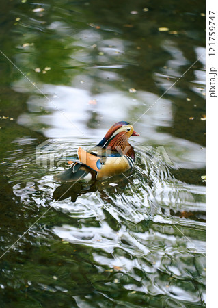 水面を優雅に泳ぐオシドリの姿 水面を優雅に泳ぐオシドリの姿 121759747