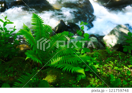 清流のそばに生い茂るシダ植物の鮮やかな緑 121759748