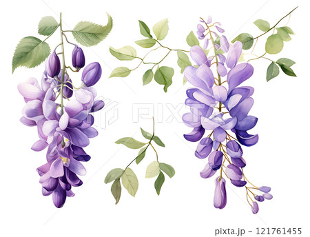 Watercolor purple American Wisteria illustration 121761455