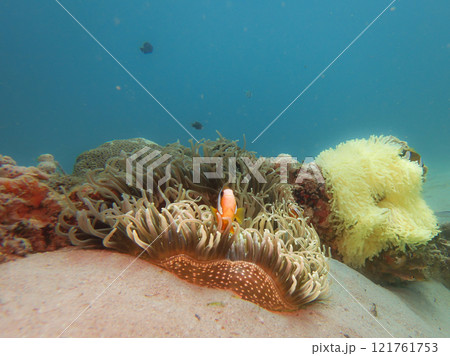 A Clownfish peaking out from its home in a stinging sea anemone A Clownfish peaking out from its home in a stinging sea anemone 121761753