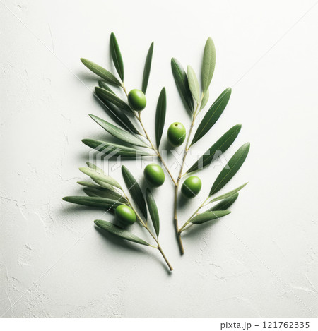 Ripe olives on a branch with green leaves isolated on white background 121762335