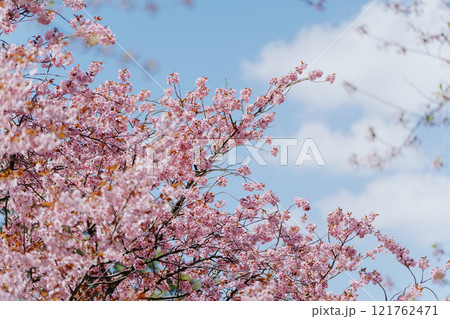 Beautiful cherry blossom sakura in spring time over blue sky in Japan 121762471