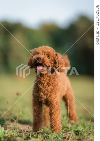 A brown toy poodle dog with its tongue sticking out. Happy active toy poodle puppy on a walk in the public park. Toy poodle outdoors, training, playing. A brown toy poodle dog with its tongue sticking out. Happy active toy poodle puppy on a walk in the public park. Toy poodle outdoors, training, playing. 121762536