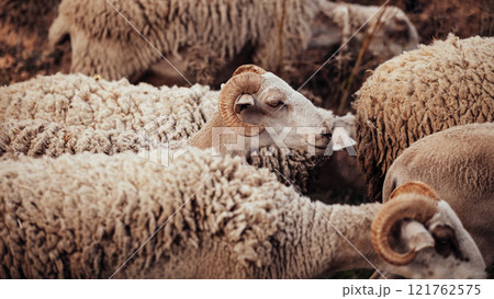 Flock of sheep in Himalayas mountain range, Nepal, Asia. Close up. Flock of sheep in Himalayas mountain range, Nepal, Asia. Close up. 121762575