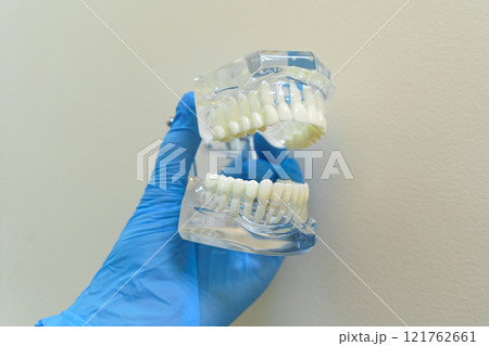 Detailed dental model held in gloved hand showcasing perfect tooth alignment Detailed dental model held in gloved hand showcasing perfect tooth alignment 121762661