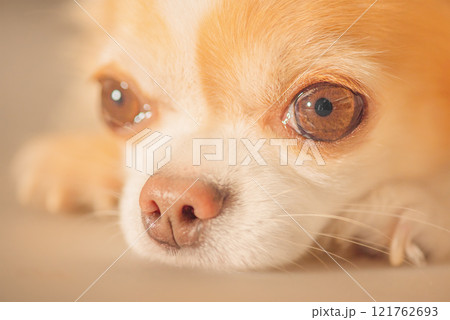 Chihuahua white with red color on a beige background macro photo. Pet, animal, dog close-up. Chihuahua white with red color on a beige background macro photo. Pet, animal, dog close-up. 121762693