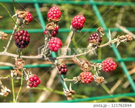 wild blackberries behind bars 121762694