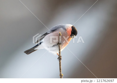 枝にとまり木の芽を食べる鷽 121762697