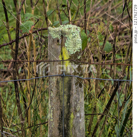 fence post with lichen and wires 121762729