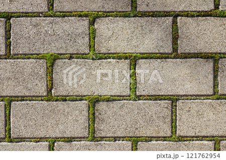 Closeup of a gray concrete cobblestone pavement with green moss between the cobblestones, top view 121762954