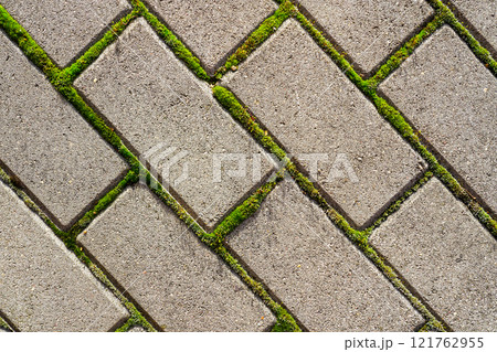Closeup of a gray concrete cobblestone pavement with green moss between the cobblestones, top view 121762955