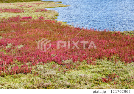 Vegetation of salt tolerant halophyte plants in eco park Ninska lagoon, Adriatic sea, Croatia 121762965