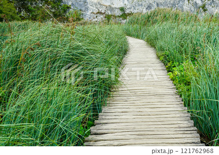Wooden boardwalk hiking trail between long, thin, green swamp grass in nature park, perspective view Wooden boardwalk hiking trail between long, thin, green swamp grass in nature park, perspective view 121762968