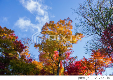 朝日に輝く紅葉《もみじ谷・三重県四日市市水沢町宮妻》 朝日に輝く紅葉《もみじ谷・三重県四日市市水沢町宮妻》 121763010