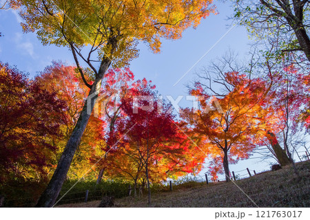 朝日に輝く紅葉《もみじ谷・三重県四日市市水沢町宮妻》 朝日に輝く紅葉《もみじ谷・三重県四日市市水沢町宮妻》 121763017