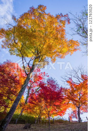 朝日に輝く紅葉《もみじ谷・三重県四日市市水沢町宮妻》 朝日に輝く紅葉《もみじ谷・三重県四日市市水沢町宮妻》 121763020