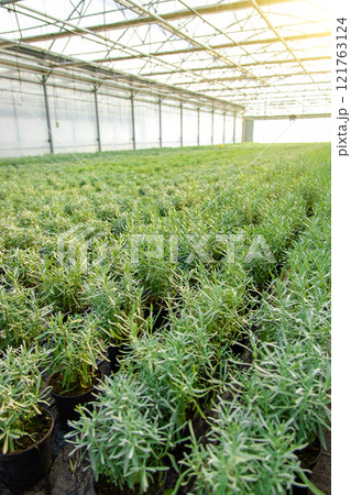Picture of a huge greenhouse with many plants 121763124