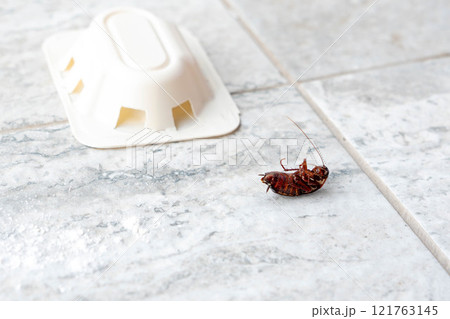Close-up of a cockroach and pest trap on tiled flooring 121763145