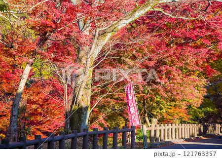 「もみじ谷」の紅葉（三重県四日市市水沢町宮妻） 121763357