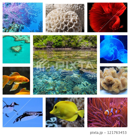 collage of images of the water world. Underwater nature, fish, and plants collage of images of the water world. Underwater nature, fish, and plants 121763453
