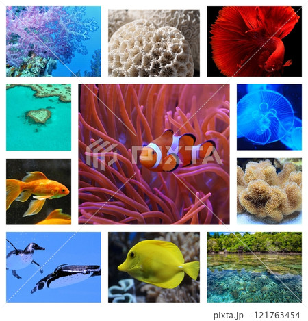 collage of images of the water world. Underwater nature, fish, and plants 121763454