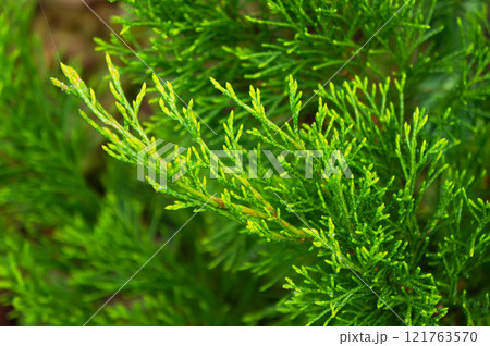 Evergreen Conifer Tree Thuja Arborvitae. 121763570