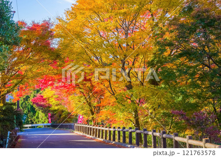 「もみじ谷」の紅葉《三重県　四日市市　水沢町》 121763578