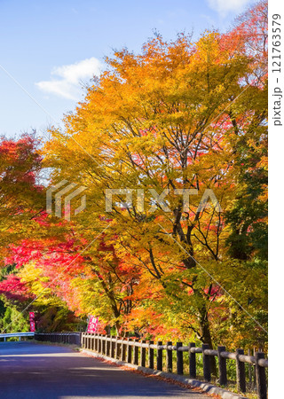 「もみじ谷」の紅葉《三重県 四日市市 水沢町》 「もみじ谷」の紅葉《三重県 四日市市 水沢町》 121763579