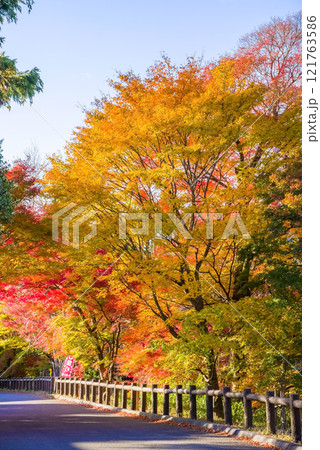 「もみじ谷」の紅葉《三重県　四日市市　水沢町》 121763586
