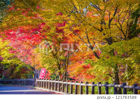 「もみじ谷」の紅葉《三重県　四日市市　水沢町》 121763589