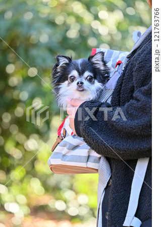 犬用リュックに入る仔犬と女性 ロングコートチワワ 犬用リュックに入る仔犬と女性 ロングコートチワワ 121763766