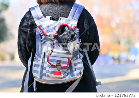 犬用リュックに入る仔犬と女性 ロングコートチワワ 犬用リュックに入る仔犬と女性 ロングコートチワワ 121763778