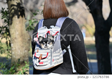 犬用リュックに入るシニア犬と女性 ロングコートチワワ ハイシニア 犬用リュックに入るシニア犬と女性 ロングコートチワワ ハイシニア 121763786