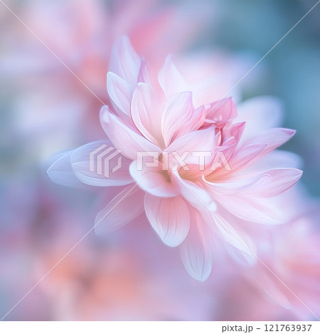 pink flower soft background 121763937