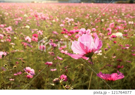 秋桜　朝陽浴びる　（高知県　高知市　高須） 121764077