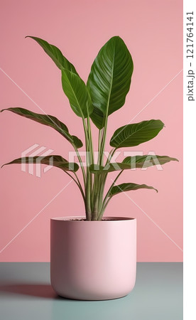 Green Plant in Gradient Pink Pot Against Soft Pink Background best wallpaper 121764141