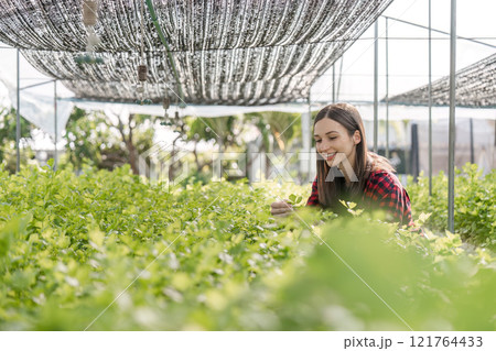 Female Farmer Cultivating Organic Vegetables in a Modern Greenhouse Setting for Sustainable Agriculture Female Farmer Cultivating Organic Vegetables in a Modern Greenhouse Setting for Sustainable Agriculture 121764433