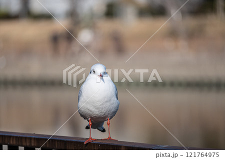 ユリカモメ 大阪城公園 ユリカモメ 大阪城公園 121764975