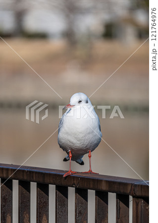 ユリカモメ 大阪城公園 ユリカモメ 大阪城公園 121764976