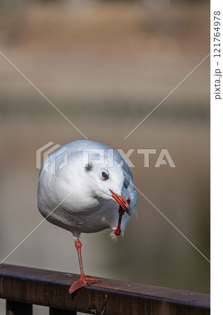 ユリカモメ　大阪城公園 121764978