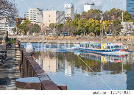 ユリカモメと寝屋川を行くアクアライナー　大阪城公園 121764983