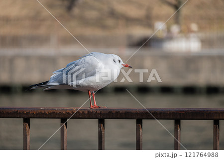 ユリカモメ　大阪城公園 121764988
