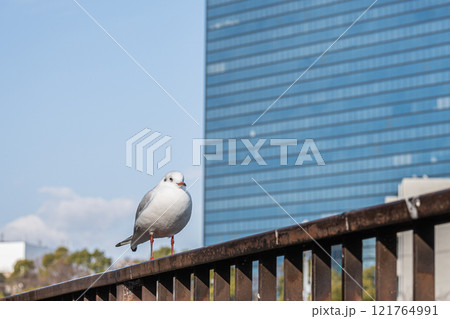 ユリカモメ 大阪城公園 ユリカモメ 大阪城公園 121764991