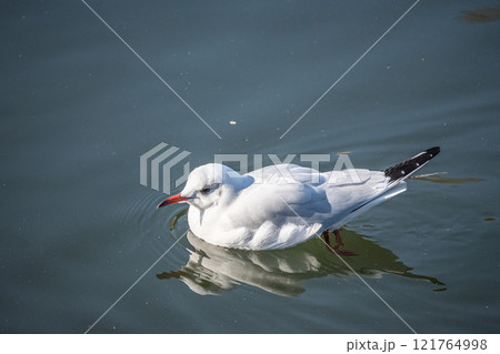 大阪城の堀に浮かぶユリカモメ 大阪城の堀に浮かぶユリカモメ 121764998